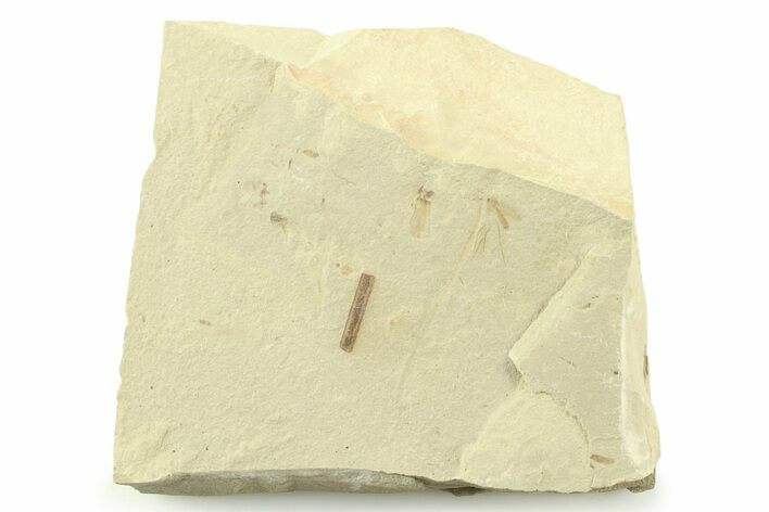 Detailed Crane Fly (Tipulidae) Fossil - Green River Formation #360281